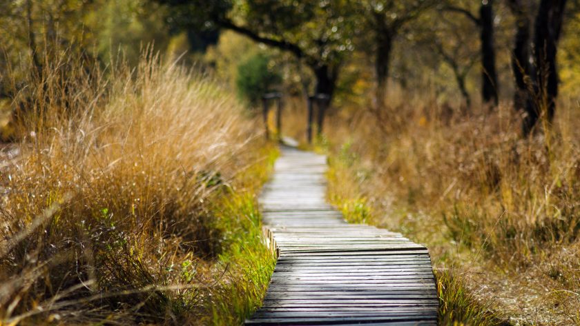 pexels-achim-bongard-289327