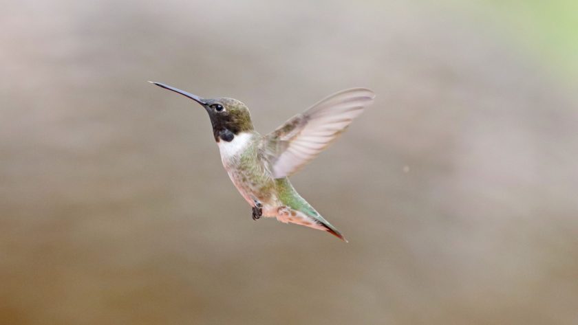 hummingbird-gdc47ec41b_1920