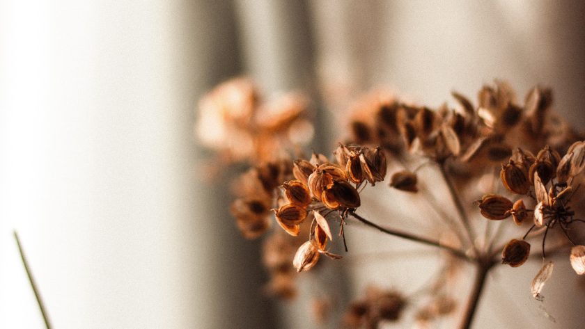 pexels-mathias-pr-reding-7664130